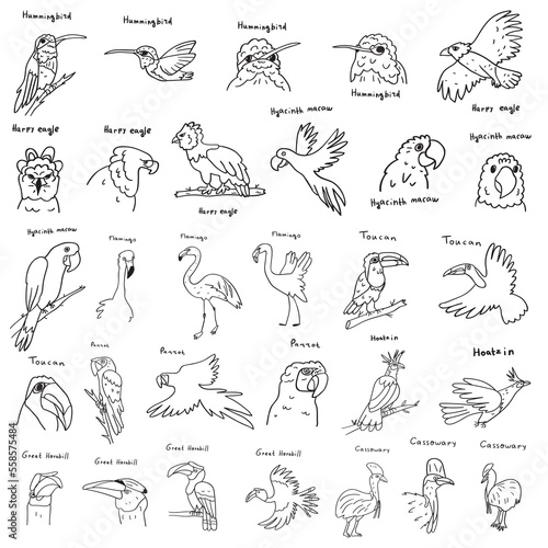 Big collection of exotic birds. Outline vector illustrations on white background.