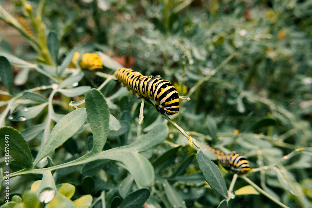 Naklejka premium yellow caterpillar on a leaf