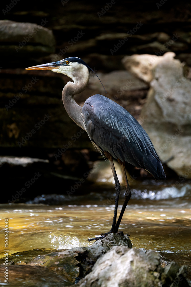 Fototapeta premium great blue heron
