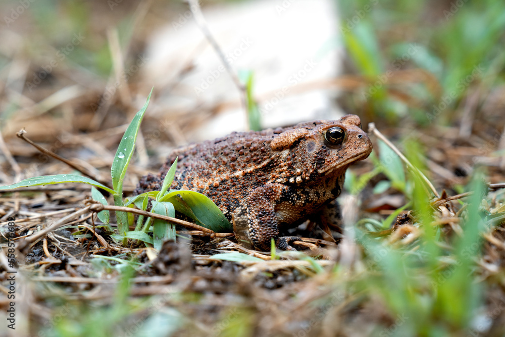 Fototapeta premium toad in the grass