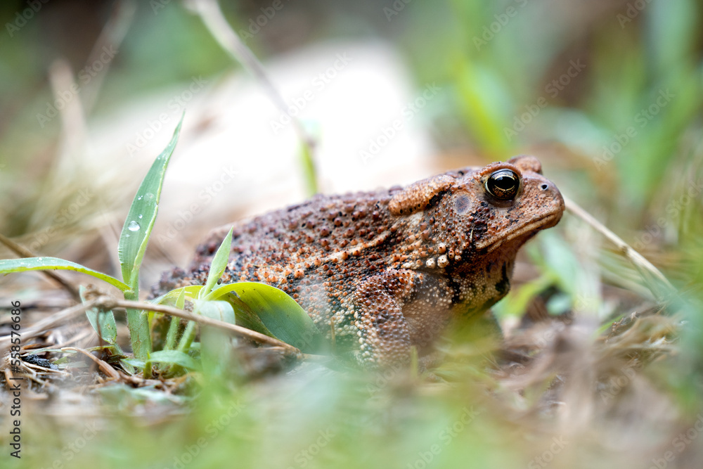 Fototapeta premium toad in the grass