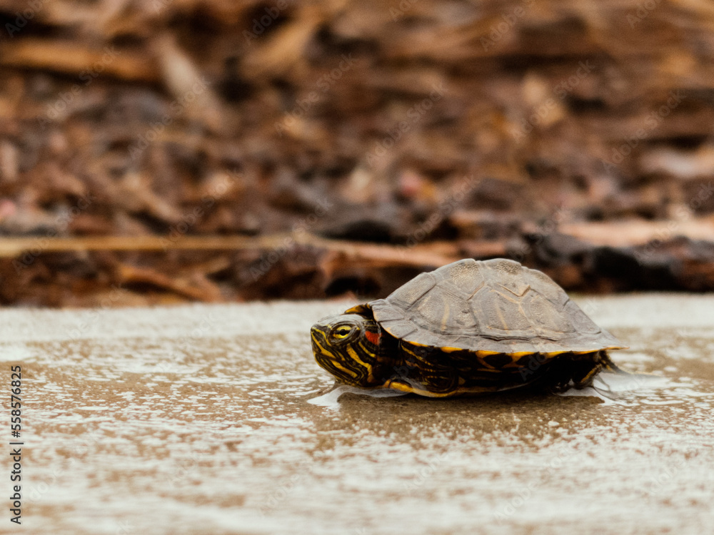 turtle on sidewalk