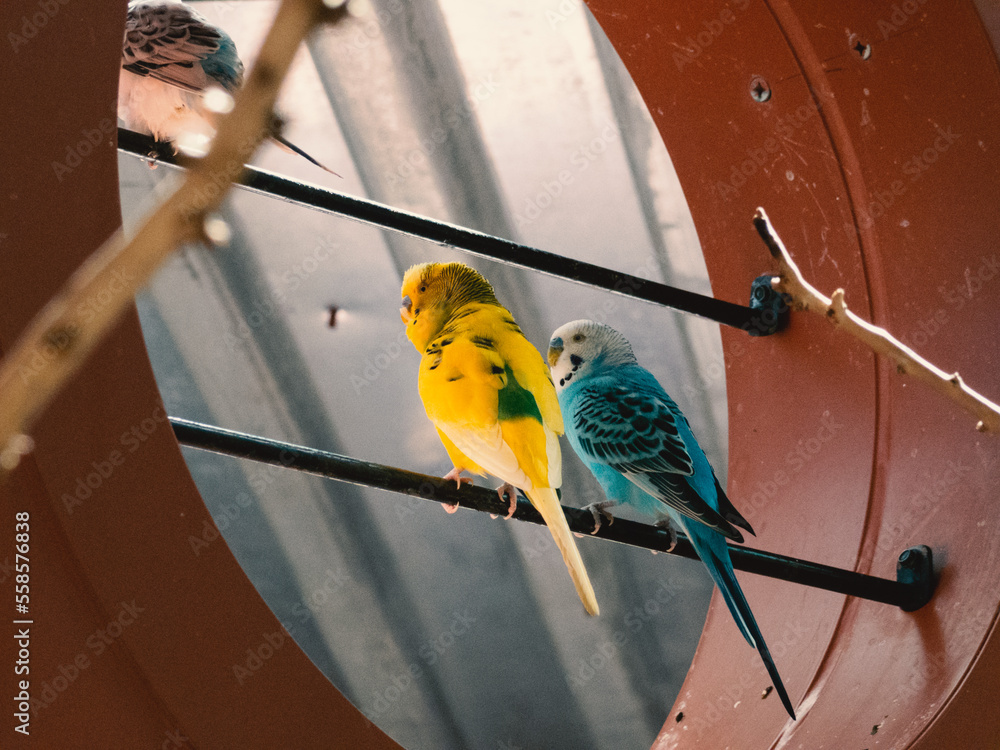 birds on a wire