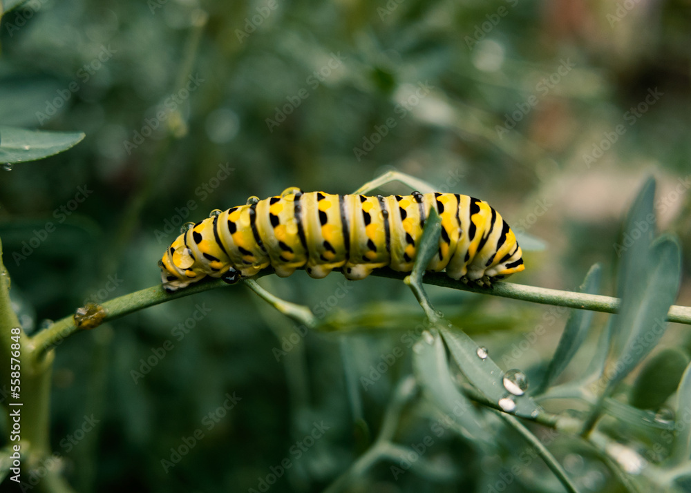 yellow caterpillar on a leaf