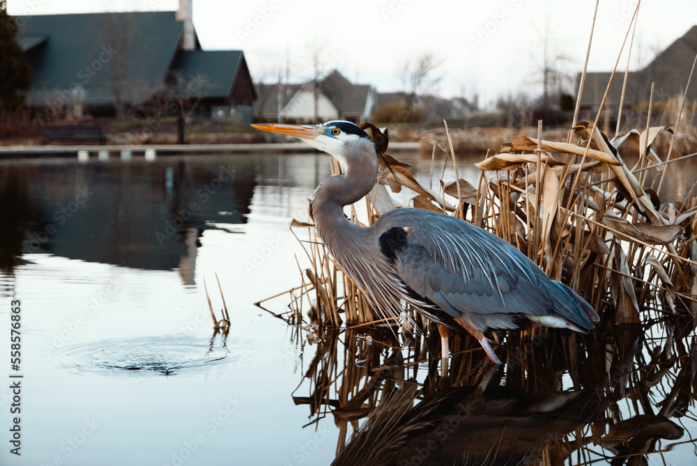 great blue heron