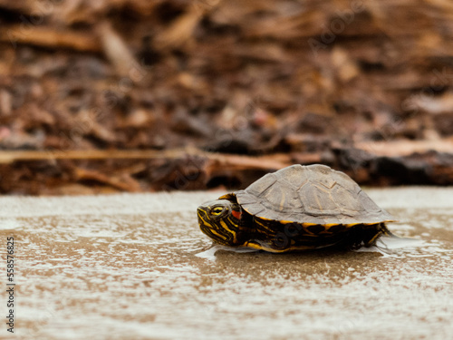 Obraz na płótnie turtle on sidewalk w salonie