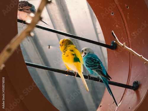 Obraz na płótnie birds on a wire w salonie