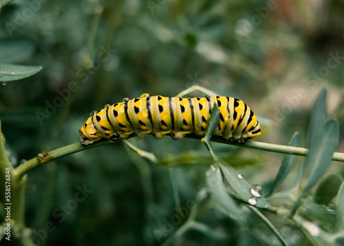 yellow caterpillar on a leaf © John