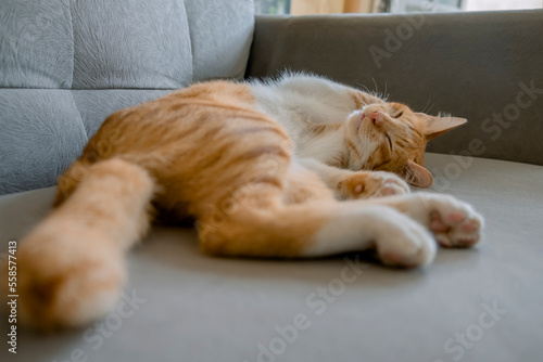 Orange cat sleeping on the sofa