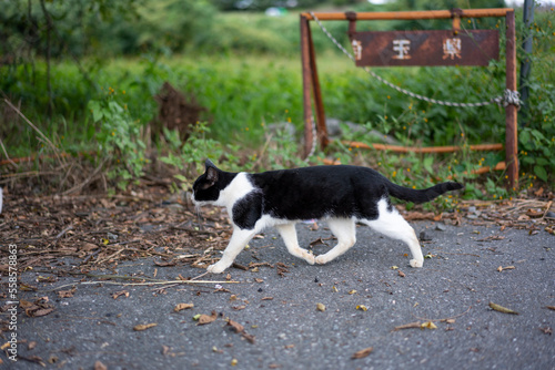 A cat crosses in front of me. © 正太朗 落合