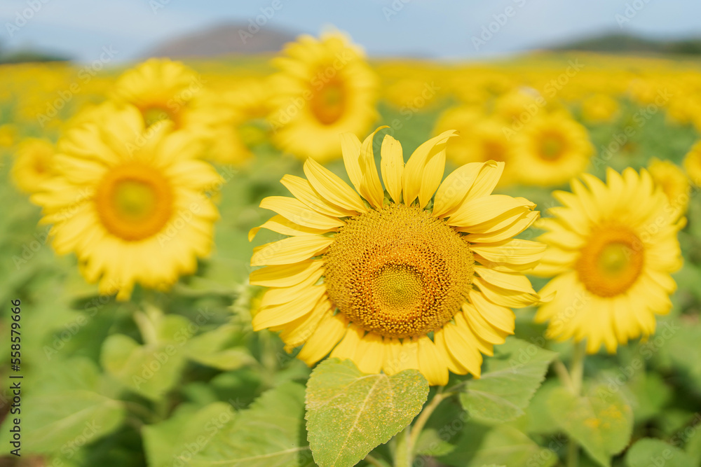 Beautiful sunflower in a field at morning time