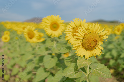 Fototapeta Naklejka Na Ścianę i Meble -  Beautiful sunflower in a field at morning time