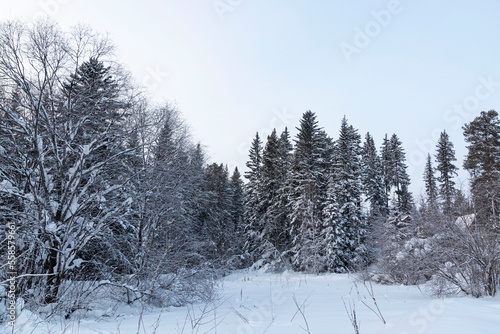 Winter landscape, fluffy snowdrifts, harsh coniferous forest.