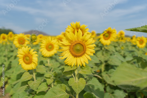 Beautiful sunflower in a field at morning time