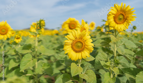 Beautiful sunflower in a field at morning time