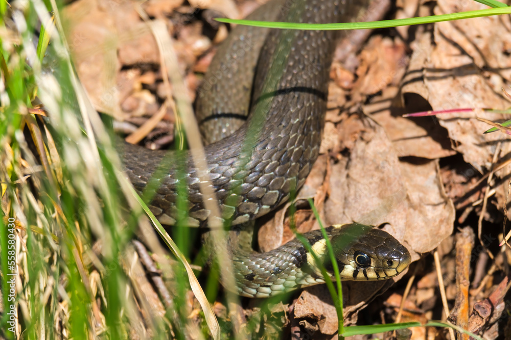 Grass snake hiding in the grass Grass snake hiding in the grass