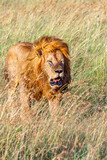 Walking Lion in high grass on the  savanna in Africa