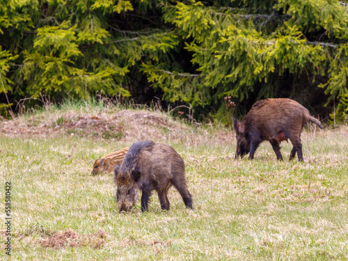 Wild pigs on a meadow by the woods