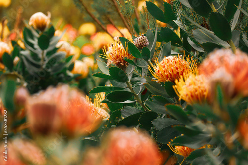 Protea pincushions with selective focus. Orange pincushions found in South Africa fynbos regions. Taken in the Kirstenbosch Botanical Gardens in Cape Town South Africa  photo