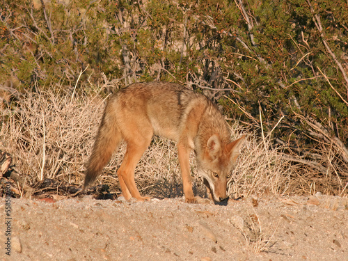 Coyote (Canis latrans) in Desert in California