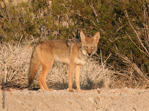 Coyote (Canis latrans) in Desert photo