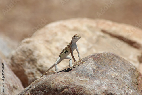 Foto Elegant Earless Lizard (Holbrookia elegans) Basking on Rock in Arizona
