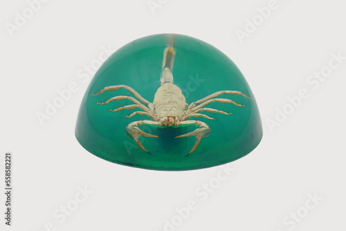 Scorpion in Glass Dome