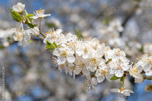 Branches of blossoming white cherry in the spring garden