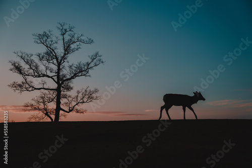 奈良の夜明けと鹿 © Ryuji Azuma