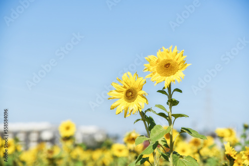 Sunflowers under the sun in sunny days in Asian countries