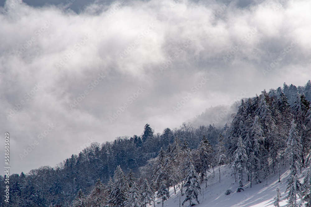 白い雪に覆われた山の斜面の冬の木。雲の背景。日本の北海道の美幌峠。