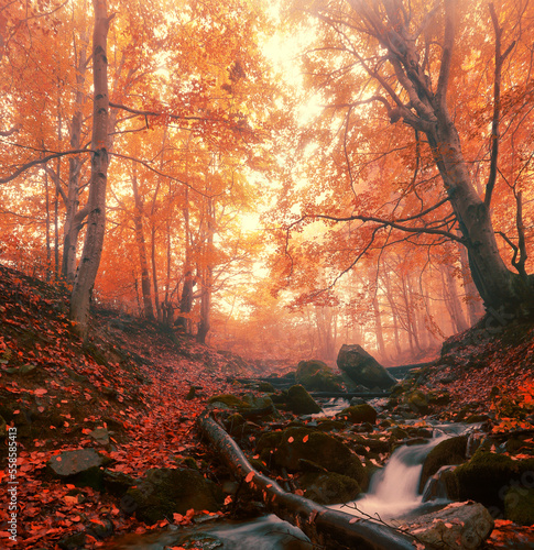  autumn morning forest, spectacular nature scenery 