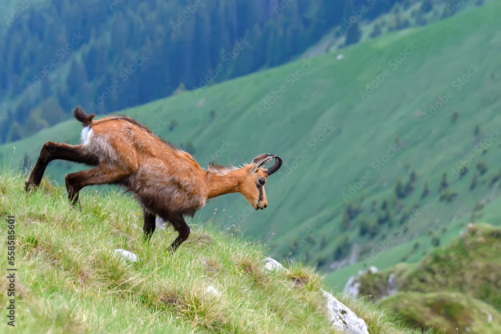 Chamois or Rupicapra rupicapra, a majestic species of wild goat from
