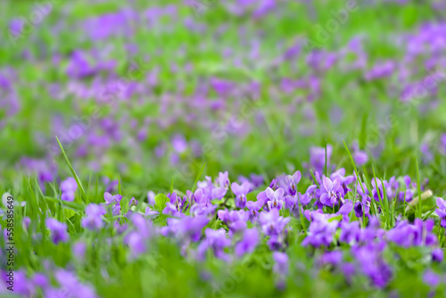 Flower bed with Common violets  Viola Odorata  flowers in bloom  traditional easter flowers  flower background  easter spring background. Close up macro photo  selective focus.