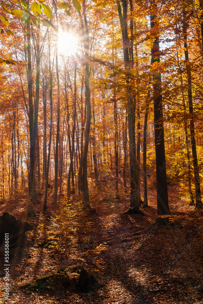 Autumn beech forest with sun rays among yellow leaves. Golden bright mystical mysterious landscape with fabulous trees. A journey through the forest. Beauty of nature. Natural background for design