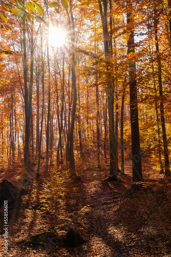 Autumn beech forest with sun rays among yellow leaves. Golden bright mystical mysterious landscape with fabulous trees. A journey through the forest. Beauty of nature. Natural background for design