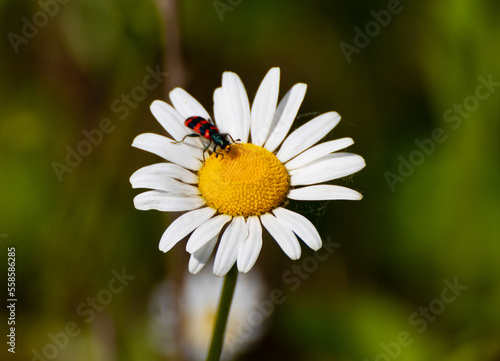 Trichodes alvearius insect on daisy flower photo