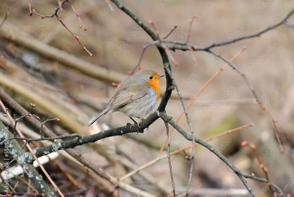The European Robin (Erithacus rubecula) or robin redbreast is a small insectivorous passerine bird that belongs to the chat subfamily of the Old World flycatcher family. Robin standing on tree branch The European Robin (Erithacus rubecula) or robin redbreast is a small insectivorous passerine bird that belongs to the chat subfamily of the Old World flycatcher family. Robin standing on tree branch