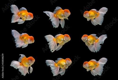 Goldfish Oranda on black background.