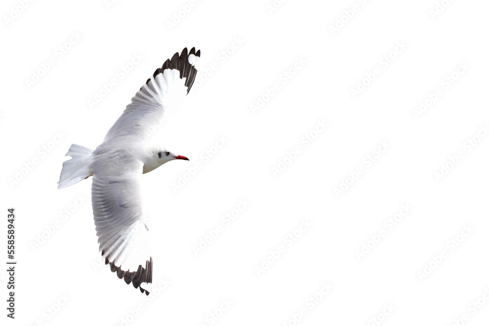 Fotografie Beautiful seagull flying isolated on transparent background.