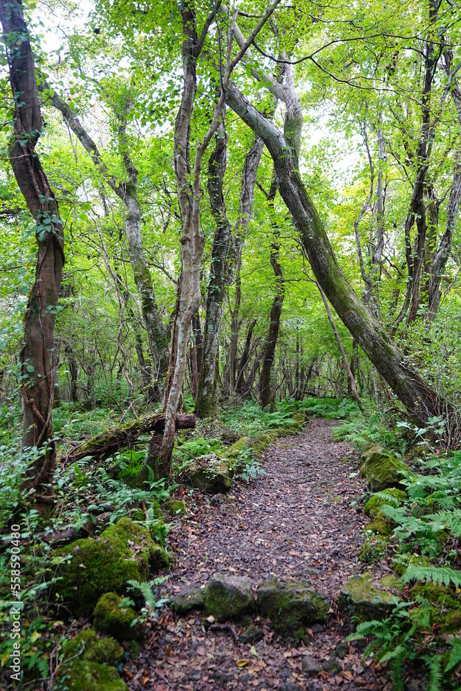 Fototapeta premium thick forest with old trees