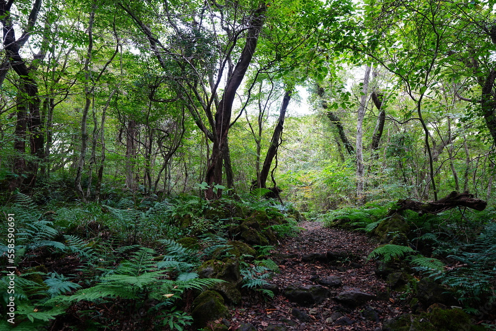 Obraz premium path to deep forest