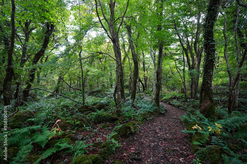 Obraz premium fine path in old wild forest