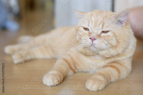 portrait of cute cat laying on the floor. selective focus point