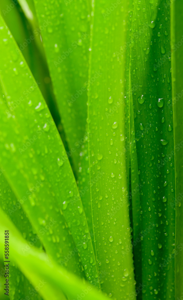 abstract stunning green leaf texture, tropical leaf foliage nature dark green background abstract stunning green leaf texture, tropical leaf foliage nature dark green background