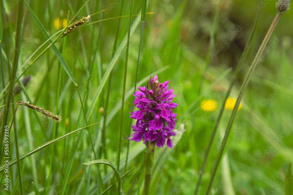 Northern Marsh Orchid in Cairngorms Northern Marsh Orchid in Cairngorms