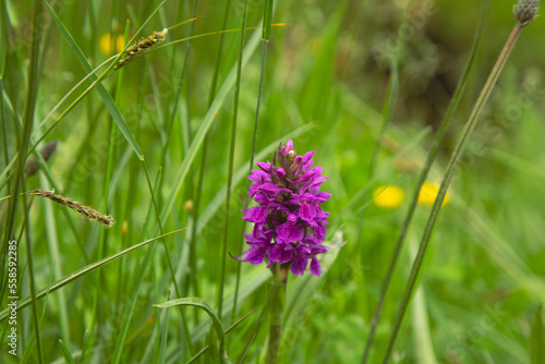 Wallpaper Mural Northern Marsh Orchid in Cairngorms Torontodigital.ca