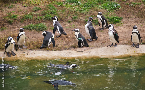 Group of penguins on lake shore swim 