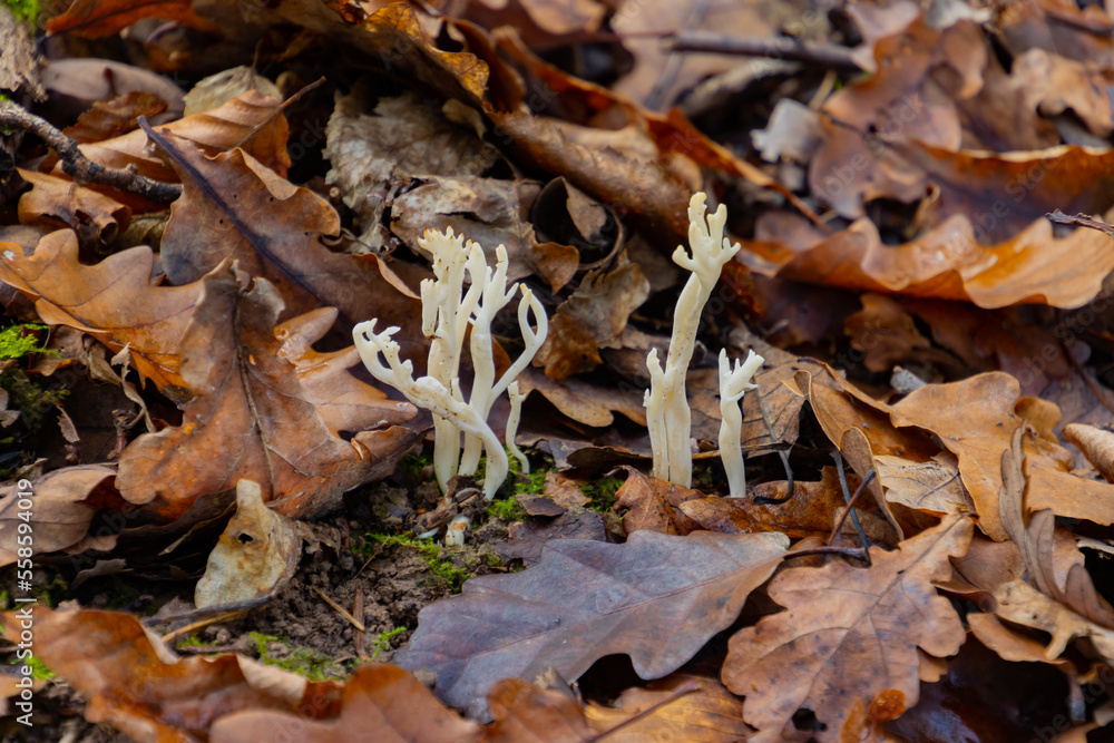 Fototapeta premium Close up of a wrinkled coral fungus, also called Clavulina rugosa or runzeliger Keulenpilz