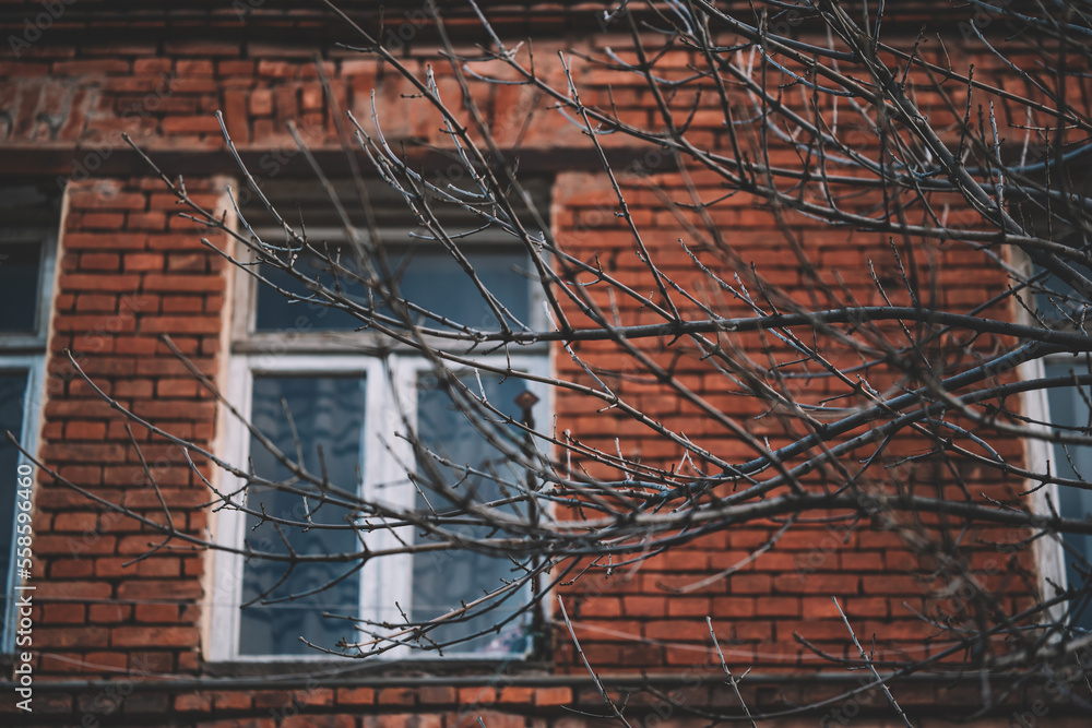 Tree Branches By The Window In Winter